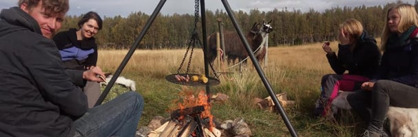 Group sitting around fire pit, llamas standing next to