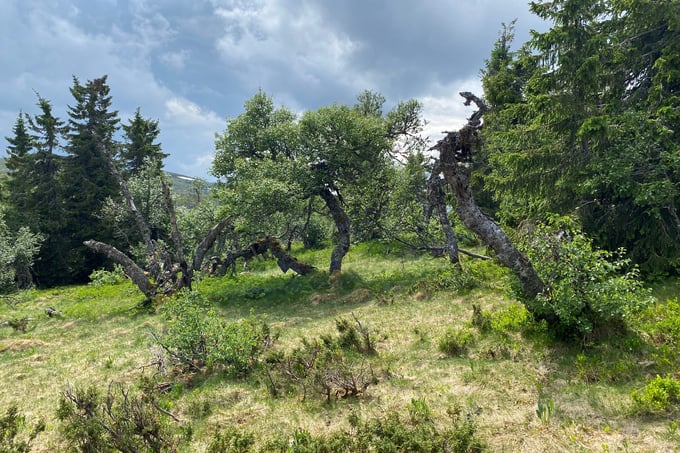 Gamle trær i Brødalen
